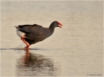 Purpurhuhn2.jpg