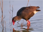 Purpurhuhn_ad2.JPG