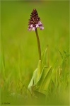 Purpurknabenkraut.JPG