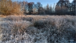 Rehbachwiesen_Januar1.JPG
