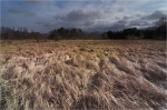 Rehbachwiesen_Winter_020.jpg