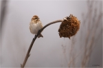 Rohrammer_Sonnenblume.JPG