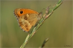 Rotbraunes_Ochsenauge_w019b.JPG