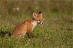 Rotfuchs_doest.JPG