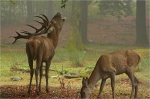 Rothirschbrunft.JPG