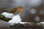 Rotkehlchen_021Winter.JPG