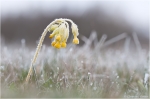 Schluesselblume2C_echte2.jpg