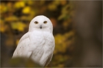 Schneeeule_m.JPG