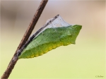 Schwalbenschwanz_Puppe2.JPG