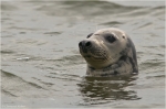 Seehund7.jpg