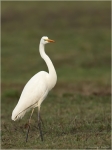 Silberreiher7~0.jpg