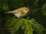 Sommergoldhaehnchen_022a.JPG