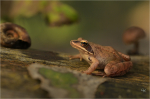 Springfrosch_023.JPG