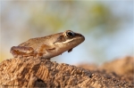 Springfrosch_jung.JPG