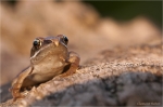 Springfrosch_jungtier.jpg