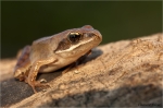 Springfrosch_morgens.jpg