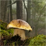 Steinpilz1.JPG
