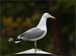 Steppenmoewe_019d.JPG