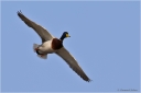 Stockente1.jpg