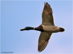 Stockente_m5.jpg