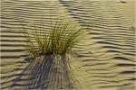 Strandhafer1.JPG