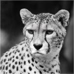 Sudangepard1.JPG