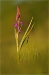 Sumpfknabenkraut_020.JPG