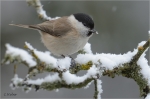 Sumpfmeise_im_Schnee.JPG