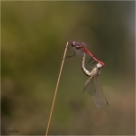 Sympetrum_fronscolmbii.jpg