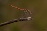 Sympetrum_striolatum_m2.jpg