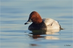 Tafelente_m_Wassertropfen.jpg