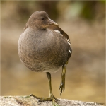 Teichhuhn_1__kj.JPG