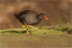 Teichhuhn_adult_luisenpark.jpg
