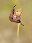 Thymian-Widderchen_mw.JPG