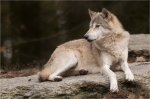 Timberwolf.JPG