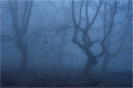 Traubeneichen_Bergstein2.jpg