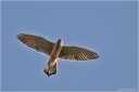 Turmfalke2.jpg