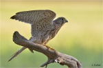 Turmfalke_juv019.JPG