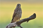 Turmfalke_juv_019b.JPG