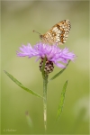 Wachtelweizen-Scheckenfalter_Centaurea.JPG