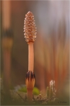 Wald-Schachtelhalm.JPG