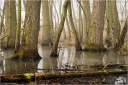 Wald_bei_Hochwasser.jpg