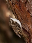 Waldbaumlaeufer2.JPG