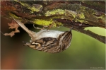 Waldbaumlaeufer3.JPG