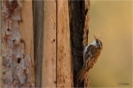 Waldbaumlaeufer_020a.JPG