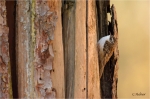 Waldbaumlaeufer_020b.JPG