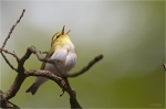 Waldlaubsaenger_017.jpg