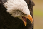 Weisskopfseeadler1.JPG