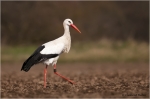 Weissstorch1.JPG