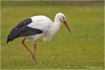 Weissstorch12.JPG